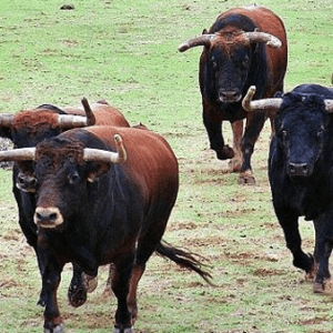 Farm Toros Bravos Banner