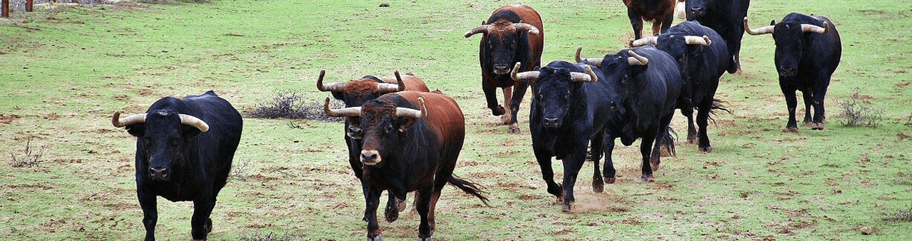 Farm Toros Bravos Banner
