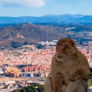 Monkey Gibraltar