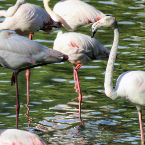 4×4 route of the North of Doñana park