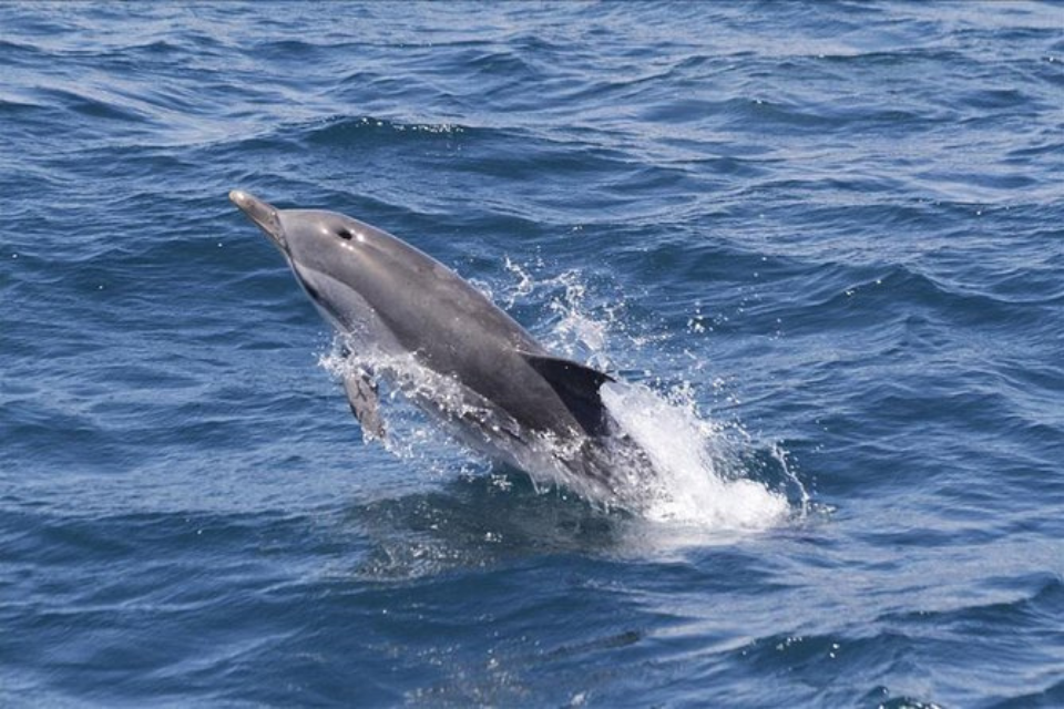 Delfines